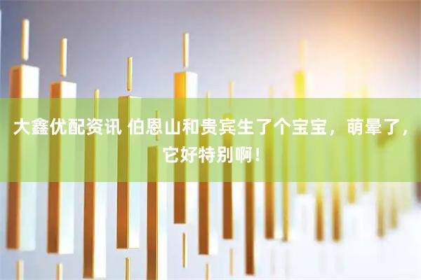 大鑫优配资讯 伯恩山和贵宾生了个宝宝，萌晕了，它好特别啊！